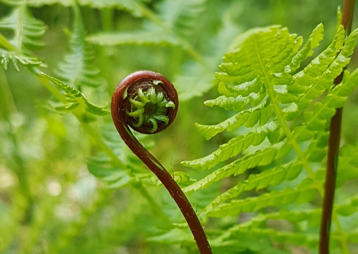 Natürlich entfalten - eine Farnknospe macht sich bereit zur Entfaltung